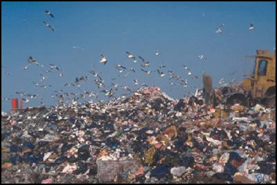 Garbage Dump Porn Pics. garbage dump porn star Is human head found in Montreal the victim of porn star?